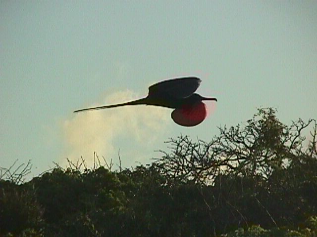Frigate Bird Ballon Silhouette In Flight